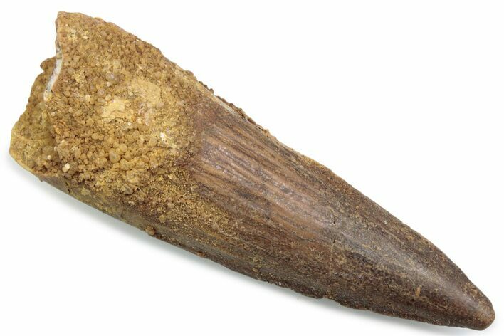 Fossil Spinosaurus Tooth - Real Dinosaur Tooth #381074